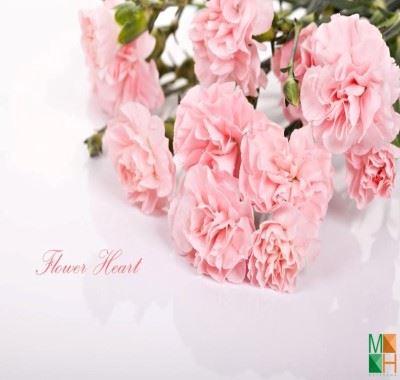 Tranh dán tường Hàn Quốc tại Hà Nội hoa phăng FW -173