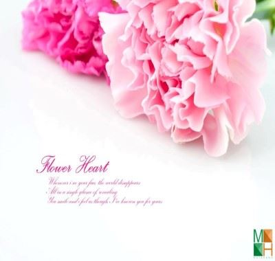 Tranh dán tường Hàn Quốc tại Hà Nội hoa phăng FW - 163