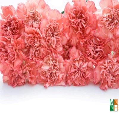 Tranh dán tường Hàn Quốc tại Hà Nội hoa phăng FW -149