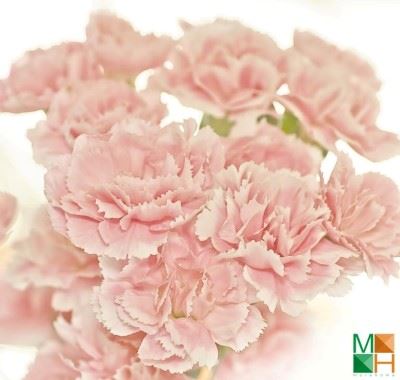 Tranh dán tường Hàn Quốc tại Hà Nội hoa phăng FW - 140