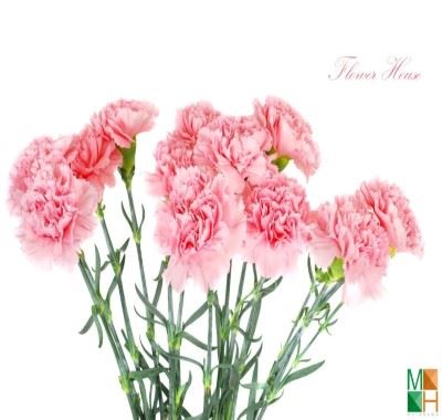 Tranh dán tường Hàn Quốc tại Hà Nội hoa phăng FW - 071