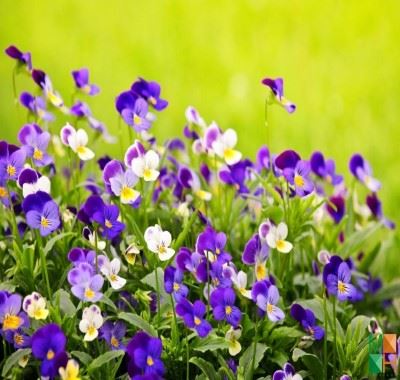 Tranh dán tường Hàn Quốc tại Hà Nội hoa păng-xê FW - 037