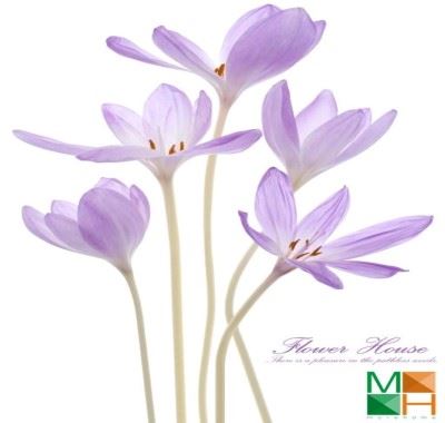 Tranh dán tường Hàn Quốc tại Hà Nội hoa nghệ tây FW - 201