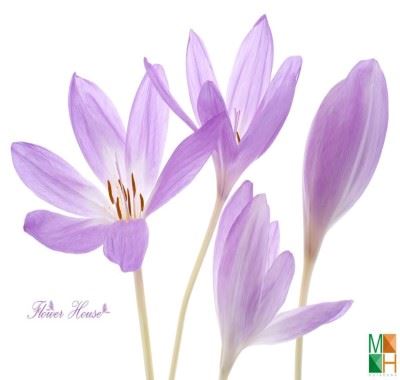 Tranh dán tường Hàn Quốc tại Hà Nội hoa nghệ tây FW - 126