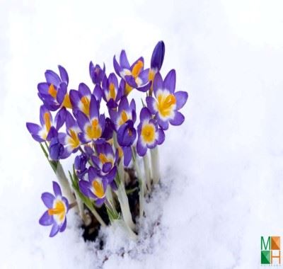 Tranh dán tường Hàn Quốc tại Hà Nội hoa nghệ tây FW - 087