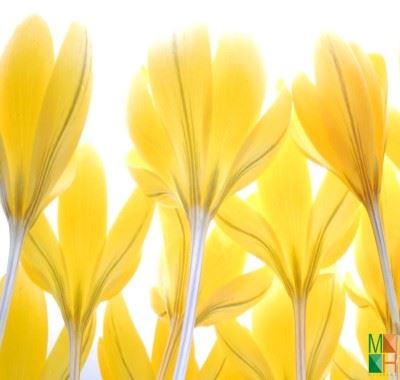 Tranh dán tường Hàn Quốc 3D hoa nghệ tây FW - 065