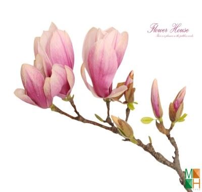 Tranh dán tường Hàn Quốc khổ lớn hoa mộc lan FW - 263