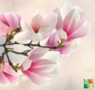 Tranh dán tường Hàn Quốc khổ lớn hoa mộc lan FW - 261