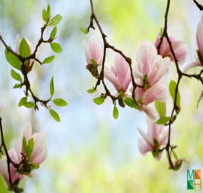 Tranh dán tường Hàn Quốc khổ lớn hoa mộc lan FW - 182