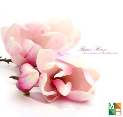 Tranh dán tường Hàn Quốc khổ lớn hoa mộc lan FW - 174