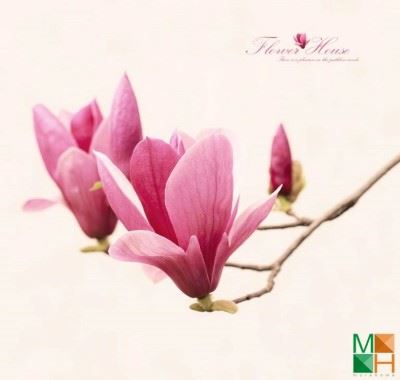 Tranh dán tường Hàn Quốc khổ lớn hoa mộc lan FW - 160