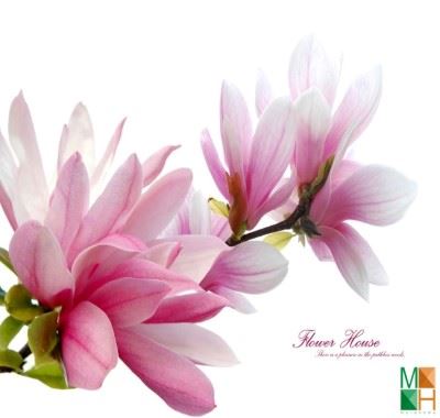 Tranh dán tường Hàn Quốc khổ lớn hoa mộc lan FW - 130