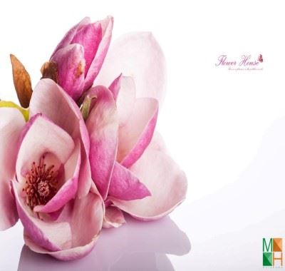 Tranh dán tường Hàn Quốc tại Hà Nội hoa mộc lan FW - 089