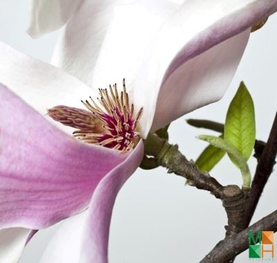 Tranh dán tường Hàn Quốc tại Hà Nội hoa mộc lan FW - 077