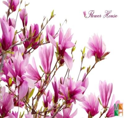 Tranh dán tường Hàn Quốc tại Hà Nội hoa mộc lan FW - 012