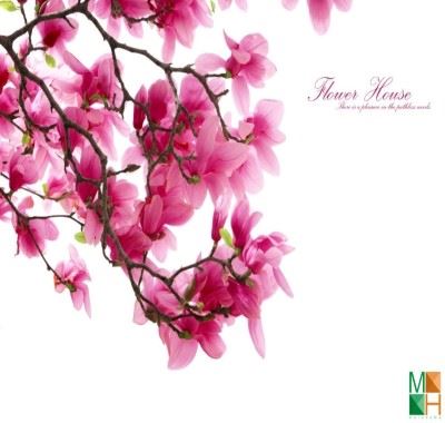 Tranh dán tường Hàn Quốc tại Hà Nội hoa mộc lan FW - 004