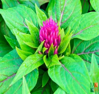 Tranh dán tường Hàn Quốc tại Hà Nội hoa mào gà FW - 321