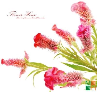 Tranh dán tường Hàn Quốc tại Hà Nội hoa mào gà FW - 210