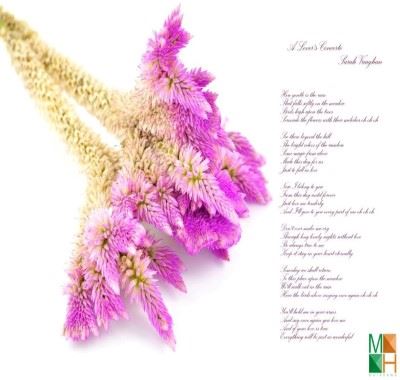 Tranh dán tường Hàn Quốc đẹp hoa mào gà FW - 205