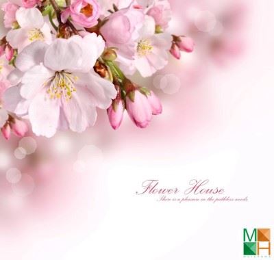 Tranh dán tường Hàn Quốc hoa anh đào đẹp FW - 162