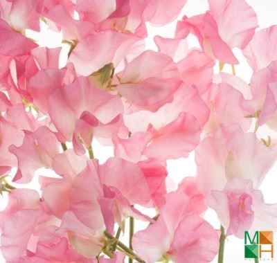 Tranh dán tường Hàn Quốc cánh hoa đẹp FW - 286