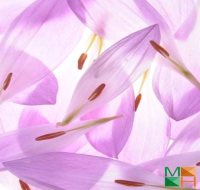 Tranh dán tường Hàn Quốc cánh hoa đẹp FW - 221