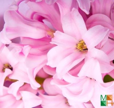 Tranh dán tường Hàn Quốc cánh hoa đẹp FW - 108