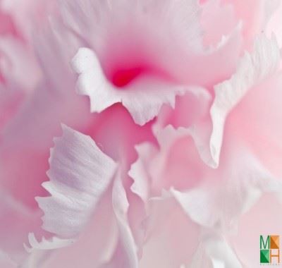 Tranh dán tường Hàn Quốc cánh hoa đẹp FW - 086