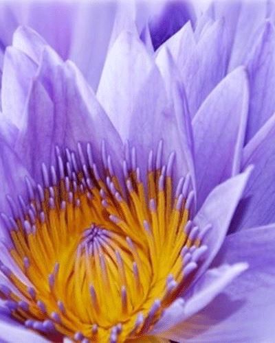 Tranh dán tường Hàn Quốc hoa súng FW 