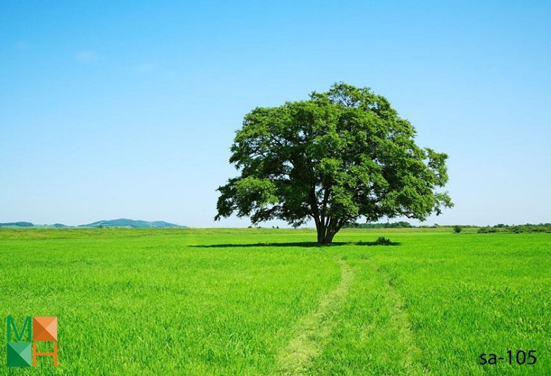  tranh dán tường phong cảnh thiên nhiên đẹp